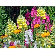 3000+ Giant Snapdragon Seeds Mixed Colors   Antirrhinum Majus Maximum Flower Seeds for Planting Outdoors, Tall Garden Snapdragons, Easy to Grow Annual Flower Seeds 1g