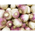 thumbnail image 1 of 3000 LAURENTIAN RUTABAGA Brassica Napus Vegetable Seeds, 1 of 7