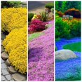 3000+ Mix Creeping Thyme DHF10 Seeds Ground Cover for Planting