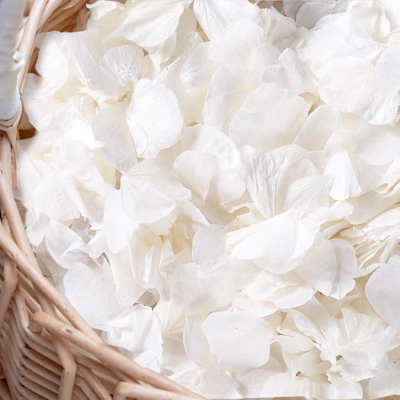 3000+Pcs Real Ivory White Dried Hydrangea Flower Petals