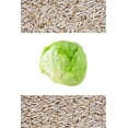 thumbnail image 1 of 3000 *SEEDS - Iceberg Lettuce - Lactuca Sativa Vegetable Seeds, 1 of 11
