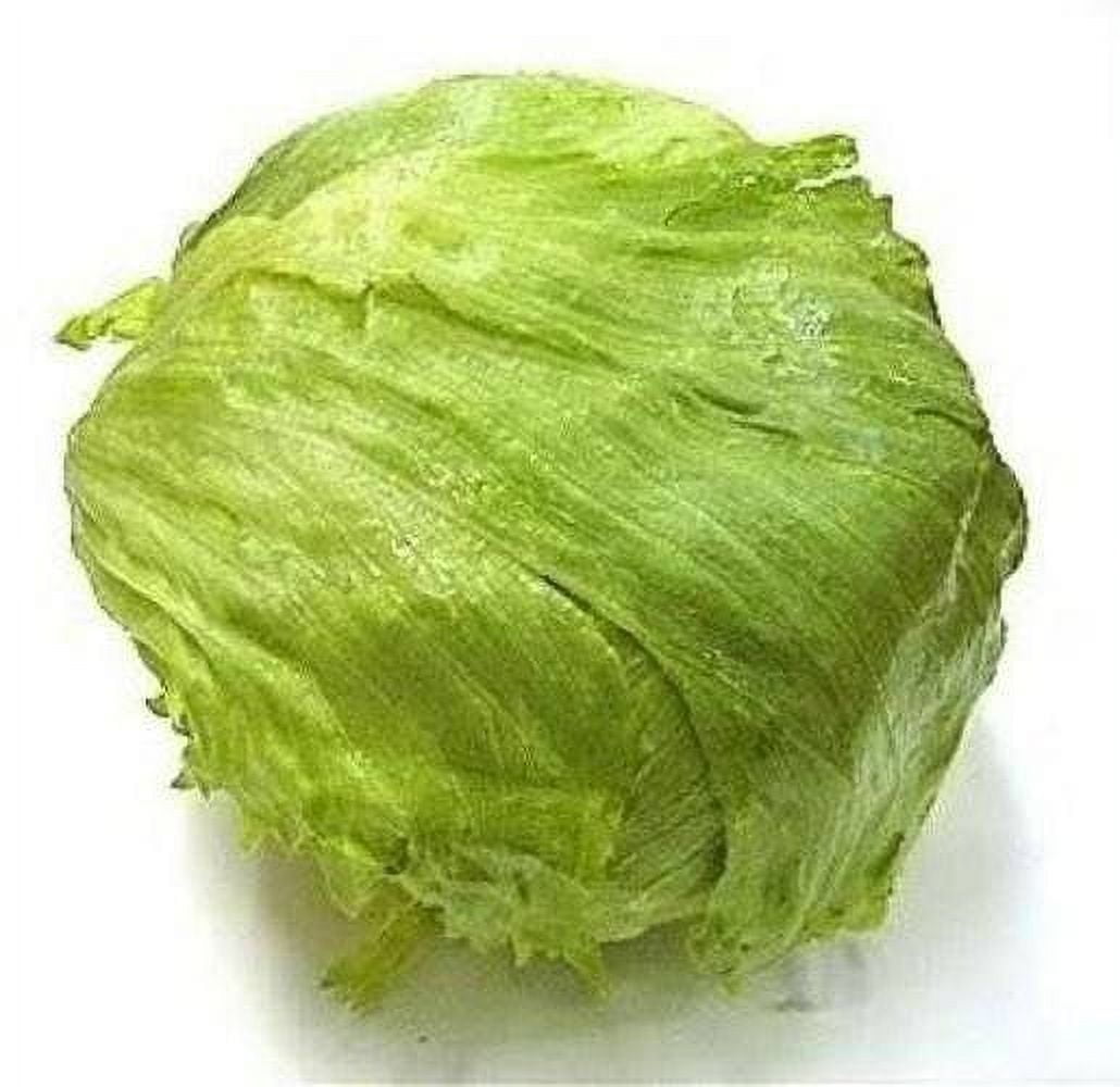 3000 Iceberg Lettuce Seeds - Lactuca Sativa Vegetable Seeds for Outdoor ...