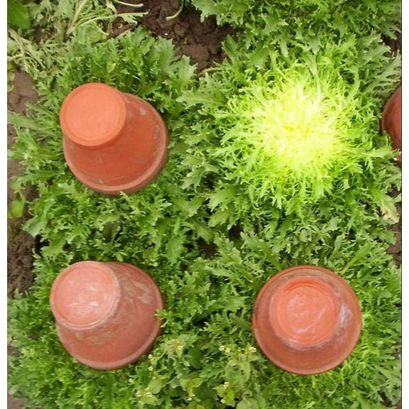 3000 Seeds GREEN CURLED ENDIVE Moss Curled Escarole Cichorium Endiva Vegetable