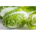 thumbnail image 1 of 3000 Seeds LITTLE GEM LETTUCE Small Romaine Butterhead Lactuca Vegetable Seeds, 1 of 11