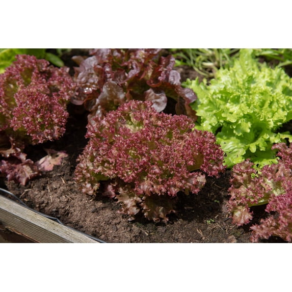 3000 Seeds RUBY LEAF LETTUCE Red Loose Leaf Heirloom Lactuca Sativa Vegetable Seeds