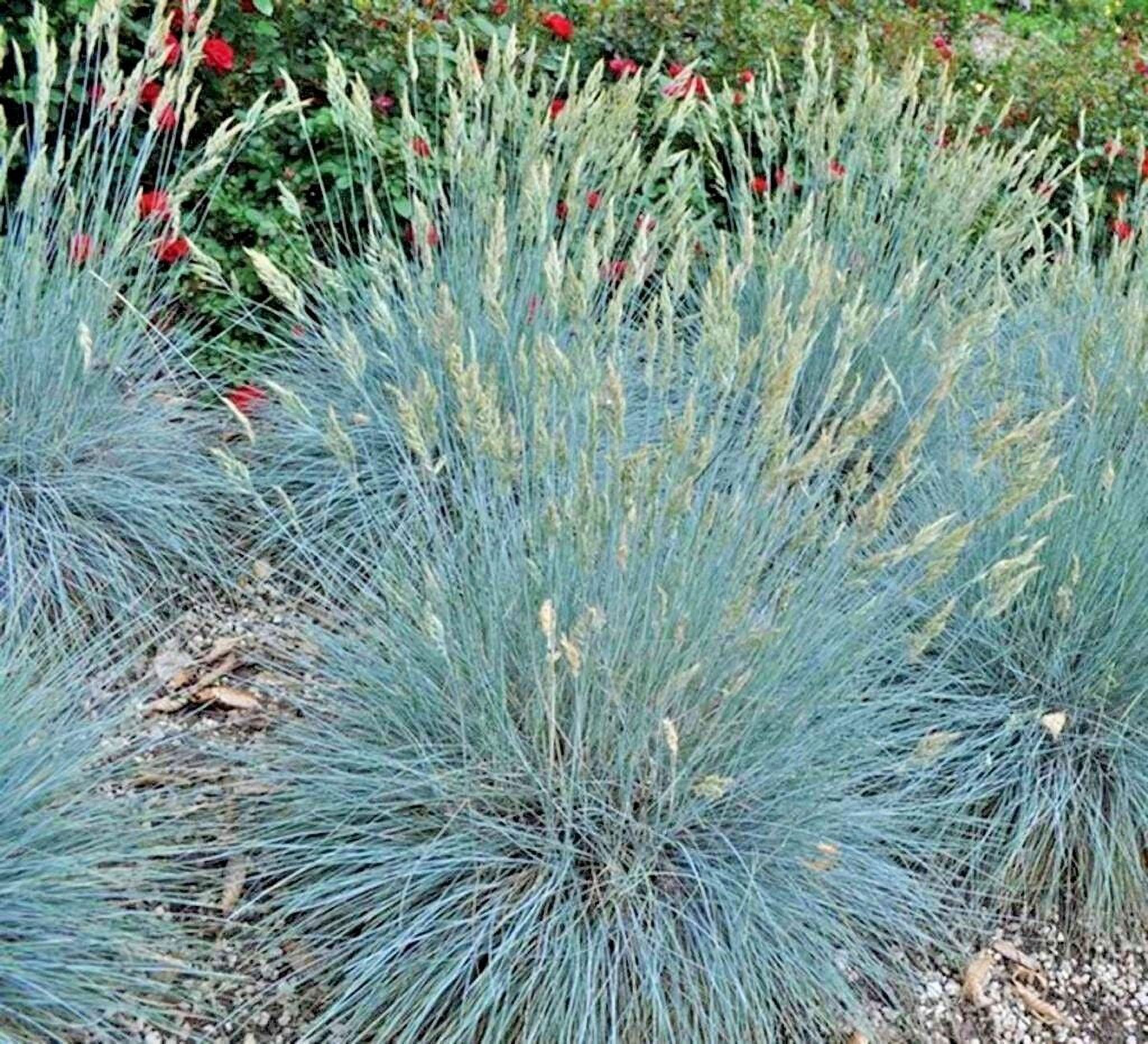 301+BLUE FESCUE Ornamental Grass Seeds Clumping Drought Tolerant Low