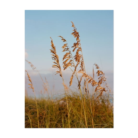 30A Golden Hour - Santa Rosa Beach Florida Photography Nature Coastal Beach Landscape Scenic Summer Botanical Unframed Wall Art Print 24 x 32 inches