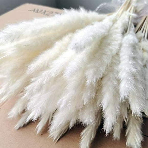 30PCS Dried Pampas Grass Plumes Decoration,Natural Dried Lagurus Ovatus,17 Inch Tall Natural Dried Flowers,Faux Reed Flower Stems Bunch for Flower Arrangements Wedding Home Decor