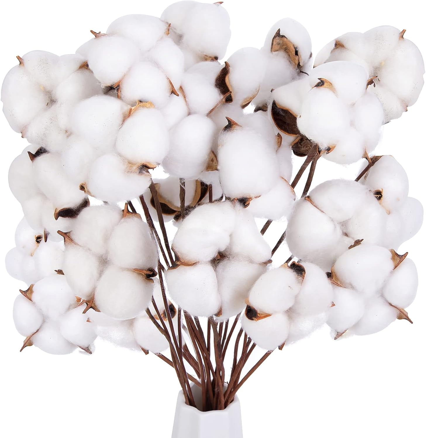 30PCS Natural Dried Cotton Stems 15" Tall, Rustic Cotton Sprigs for Vase Fillers, Floral Arrangements and Farmhouse Fall Decorations and DIY Crafts