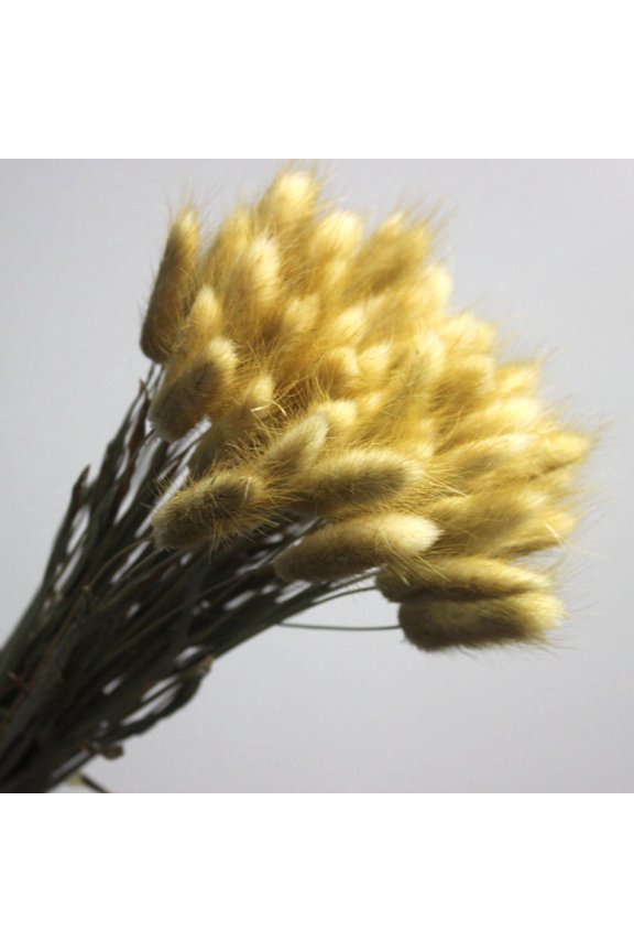 30PCS Natural Rabbit Tail Grass Dried Household Flower Decorations Festive Party Supplies