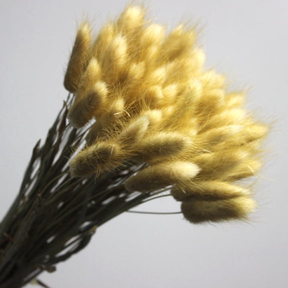 30PCS Natural Rabbit Tail Grass Dried Household Flower Decorations Festive Party Supplies