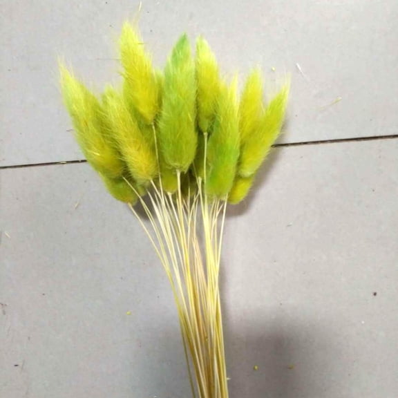 30PCS Natural Rabbit Tail Grass Dried Household Flower Decorations Festive Party Supplies