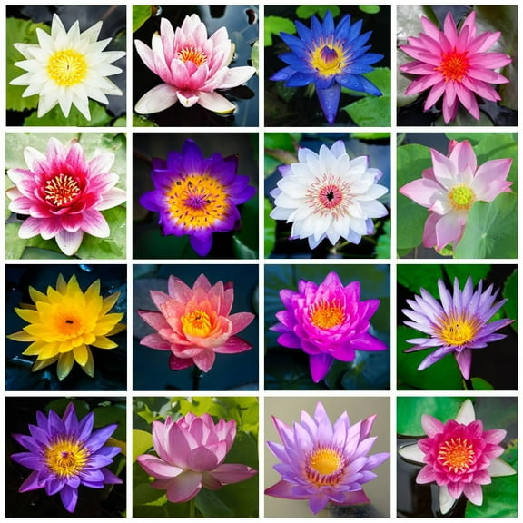 30PCS Premium Lotus Seeds for Planting in Water - Mixed Color Bowl Flower for Ponds, Bonsai, Indoor Water Gardens & Lotus Bowl Planter - Non-GMO, High Germination, Easy Grow Water Lily Seeds