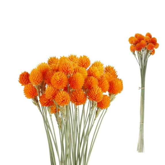 30Pack Dried Amaranth Flowers Arrangement,QZS Portable Dried Globe Amaranth Naturally for Home Decor,Dry Globe Flower for Party,Home Decor,Orange