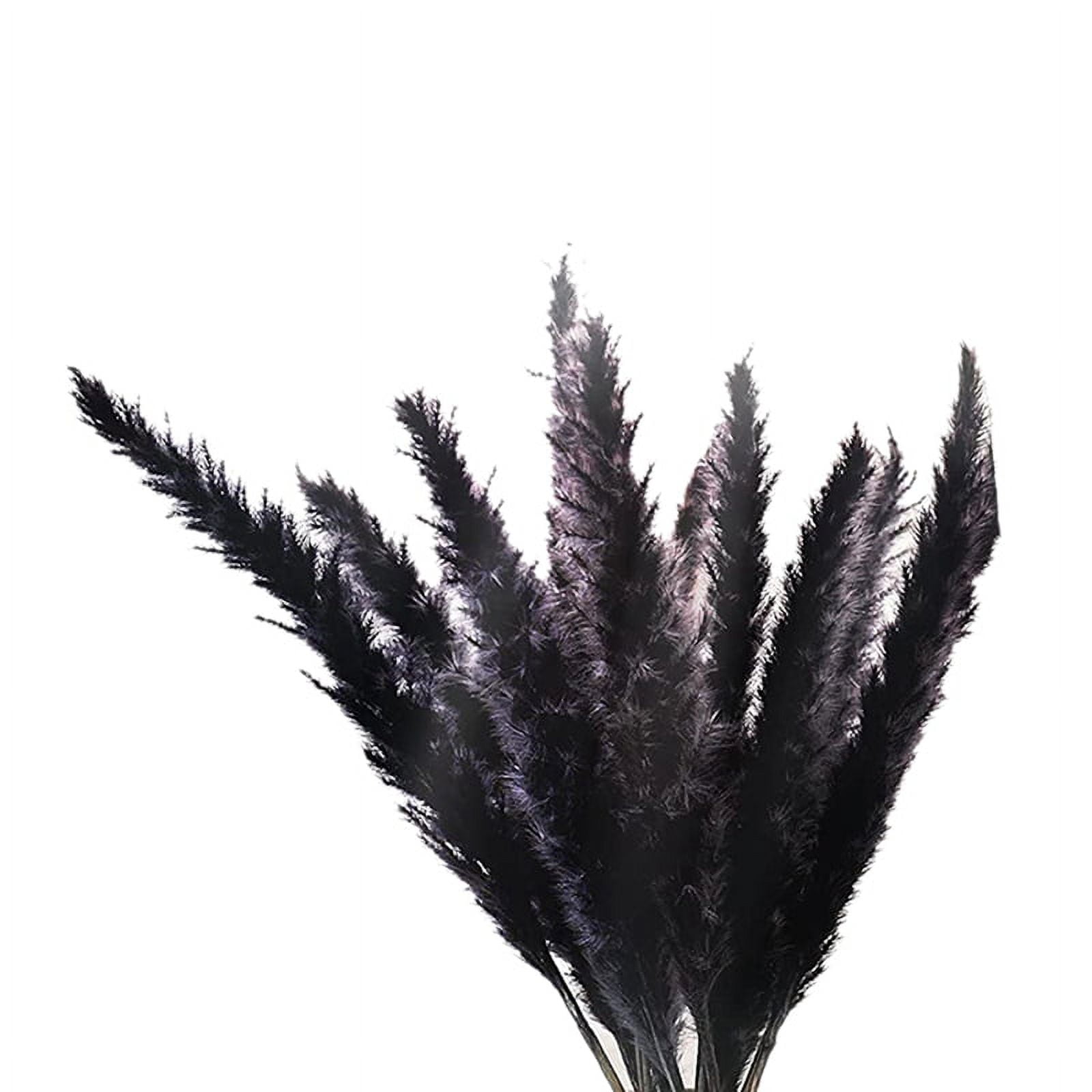 30 Stems Black Pampas Grass 24 Black Pampas Grass Dried Flowers for  Interior Decor Wedding Floral Decorations Dyed Pampas Grass 