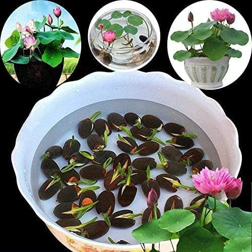 30Pcs Mixed Color Bonsai Bowl Lotus Live Plants PreSprouted Water