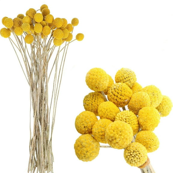 30Pcs Natural Dried Craspedia Flowers,Bexikou Yellow Billy Balls Flowers 17.7" Dried Flower Bouquet Flowers Arrangements Bouquet for Fall Autumn Decorations Wedding Home Party
