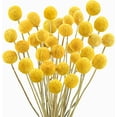 thumbnail image 1 of 30Pcs Natural Dried Flowers Craspedia Billy Balls Flowers Billy Buttons Floral Bouquet for Flower Arrangements Wedding Home Tall Vase Decor Yellow, 1 of 4