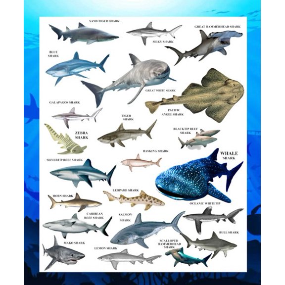 30X40 FLEECE SHARK BLANKET