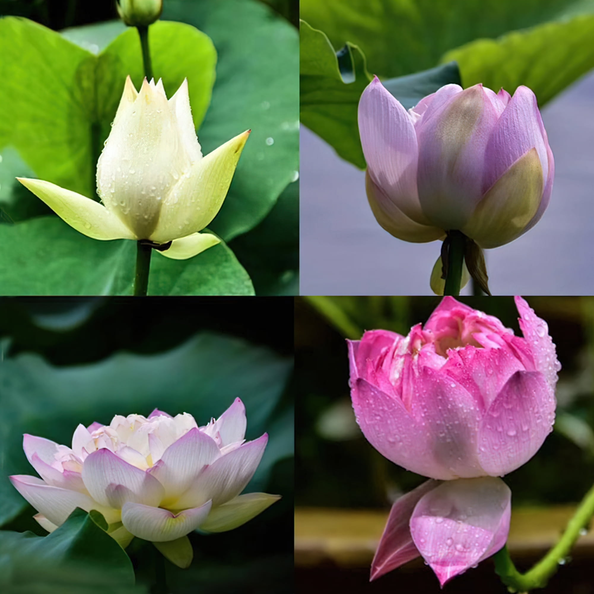 30pcs Bonsai Bowl Lotus Seeds (Mixed Color) - Water Lily Flower Plant ...