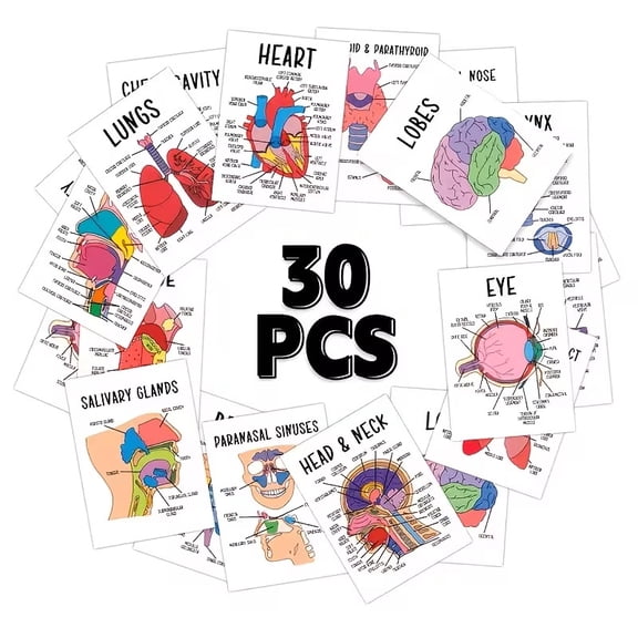 30pcs Human Anatomy Flashcards for Nursing Students - Detailed Organ System Diagrams for Effective Learning
