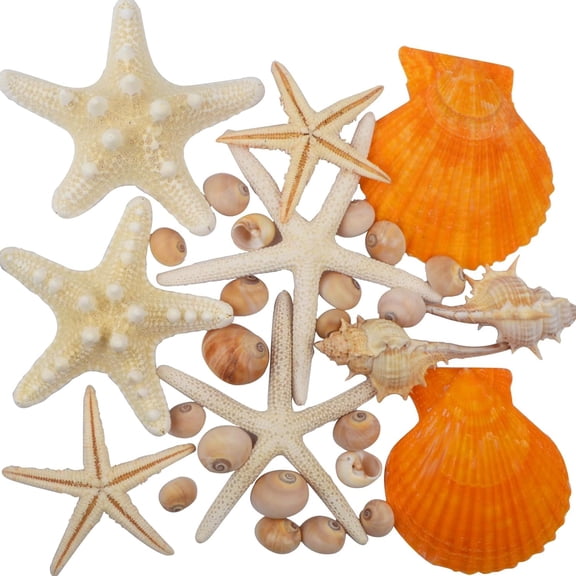 30pcs Large Sea Shells Mixed Natural Beach Finger Seashells Starfish Scallop Small Conchs Vase for Beach Theme Party Table Scatters Home Decor DIY Crafts