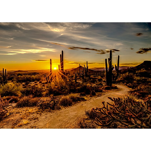 31.5" X 44" Panel Deserts Landscapes Nature Cactus Cacti Sand Call of the Wild Hoffman California Fabrics Brown Cotton Fabric Panel (W5423-193-DESERT)