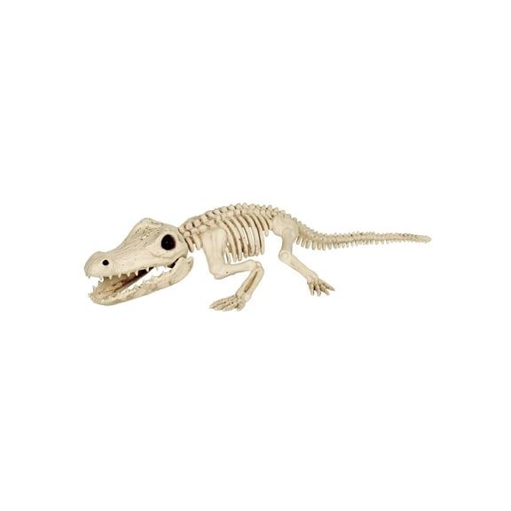 31" Crocodile Skeleton Decoration