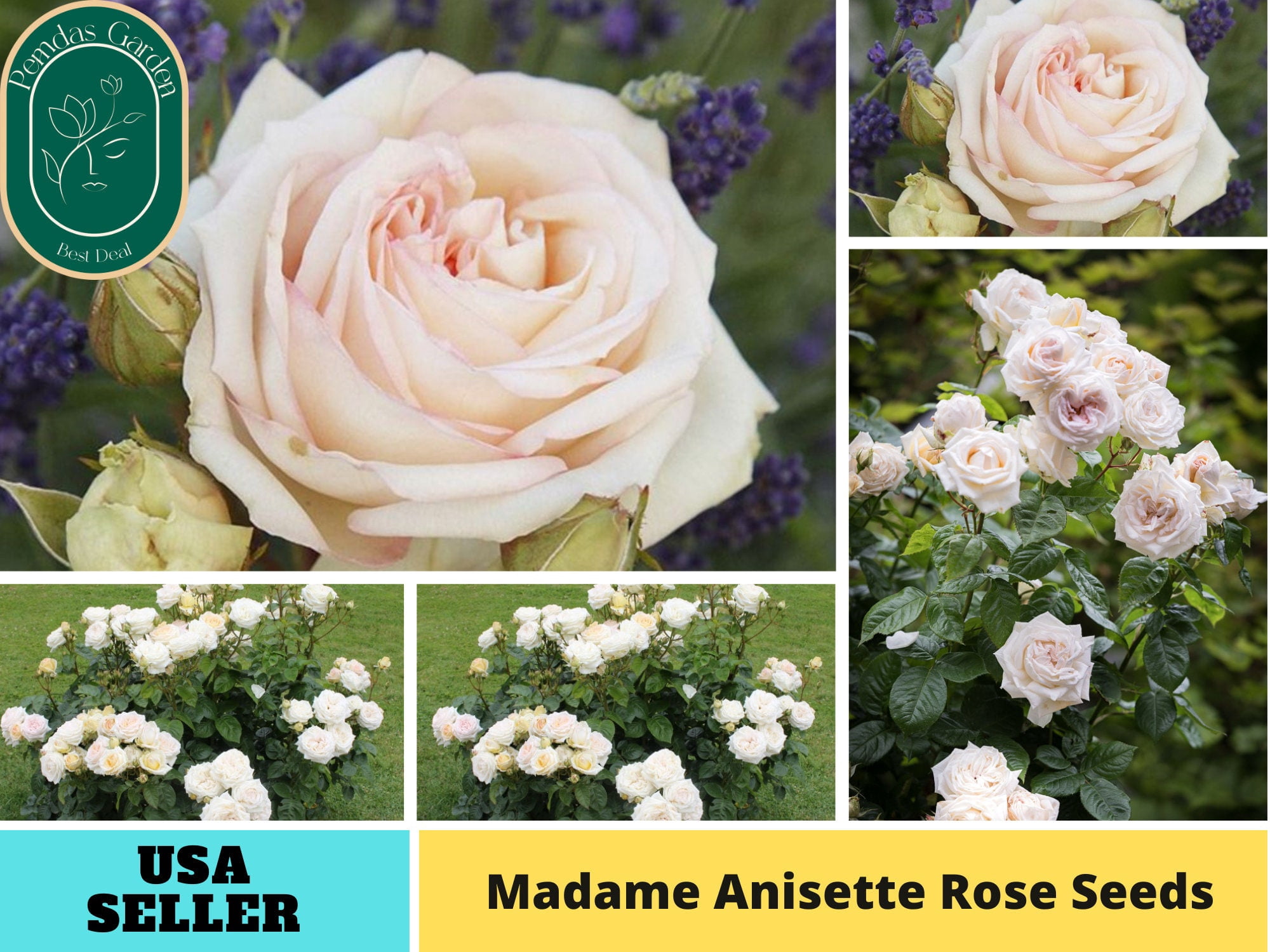 Gmo Roses 32+ Seeds| Madame Anisette Grandiflora Rose Seeds - Authentic Seeds ...