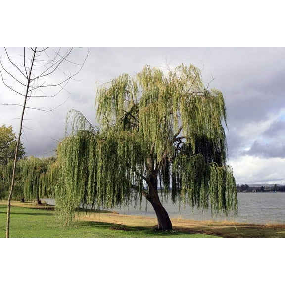 32+ Thin Gold Weeping Willow Tree Cuttings. Pencil Size or Smaller. Salix Babylonica. Grow 32 Golden Weeping Willow Trees