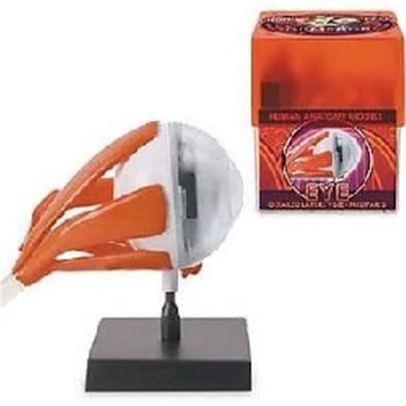 32370-EYE Bio Signs Eye Anatomy Model