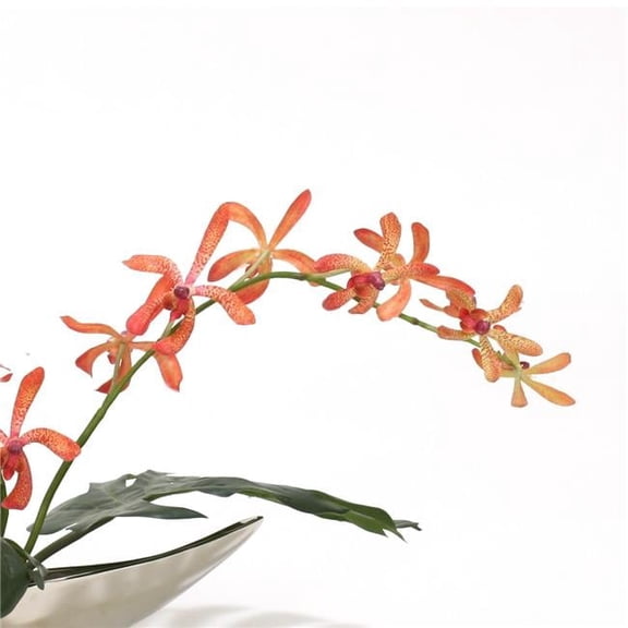 33' Vanda Stem