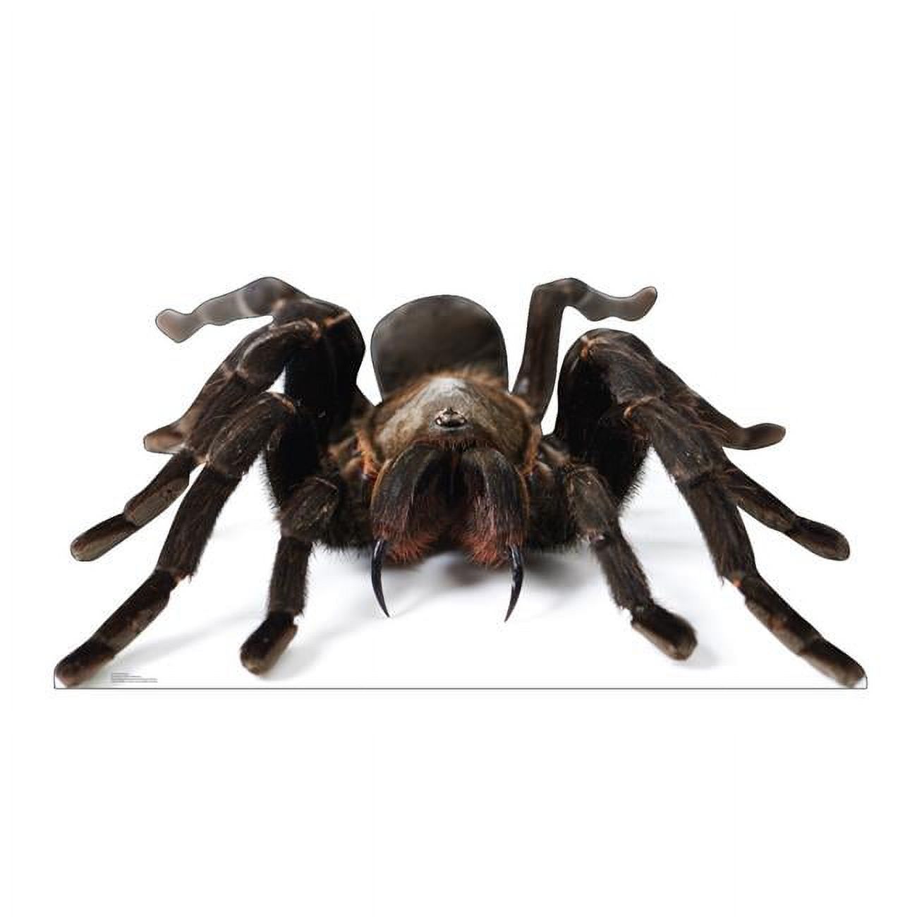 33 x 65 in. Giant Tarantula Life-Size Cardboard Cutout - Walmart.com