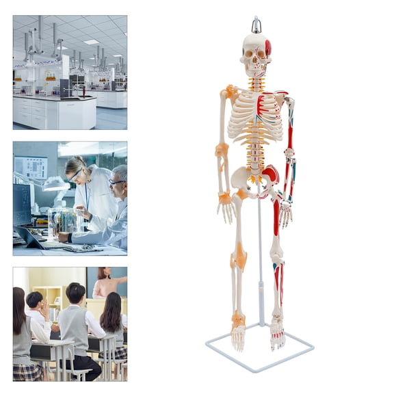 34" Hanging Style Human Skeleton Model For Doctors' Office or Anatomy Classroom