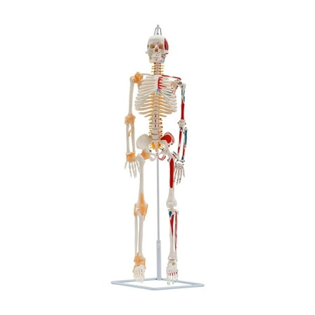 34" Human Skeleton Model, Hanging Style Half Life SizeSkeleton Anatomy Model with Spinal Nerves, Muscle Insertion and Origin Points, Includes Joint Ligaments for Human Anatomy Study