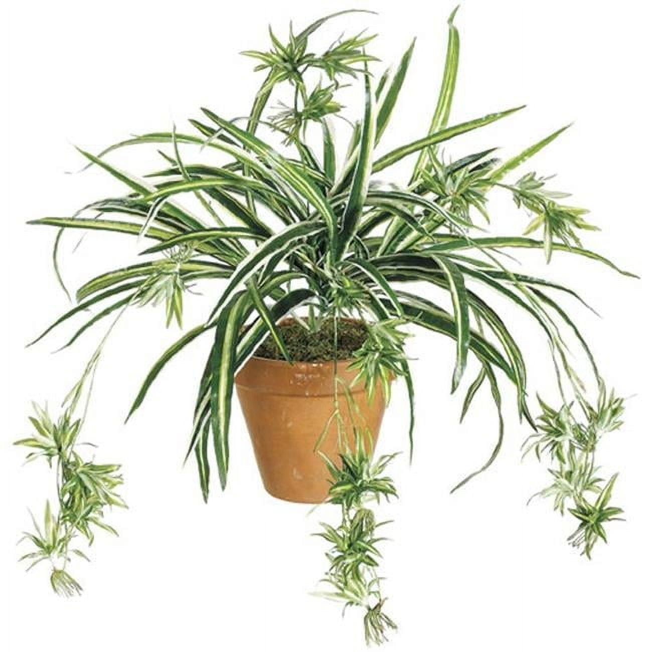 34 Inch Spider Plant x80 - Green and White - Qty of 12