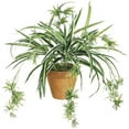 thumbnail image 1 of 34 Inch Spider Plant x80 - Green and White - Qty of 12, 1 of 1
