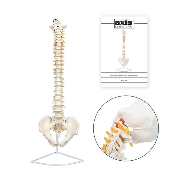 34" Life Size Spine Model with Nerves, Vertebrae, Arteries, Lumbar Column, Male Pelvis, Includes Durable Stand and Full Color Product Manual