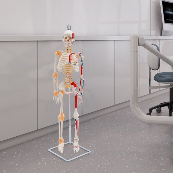 34" Modern High-quality Materials Hanging White Half Life Size Human Skeleton Model for Art Reference