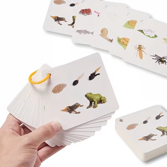34 Species Growth Cycle Card Set - Educational Plant Development & Frog Evolution Cards with Colorful Storage Rings