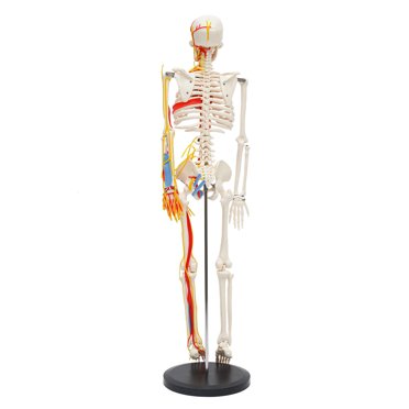 33.4 Inch Human Skeleton Model - Anatomy Study With Removable Arms & Legs, Metal Stand