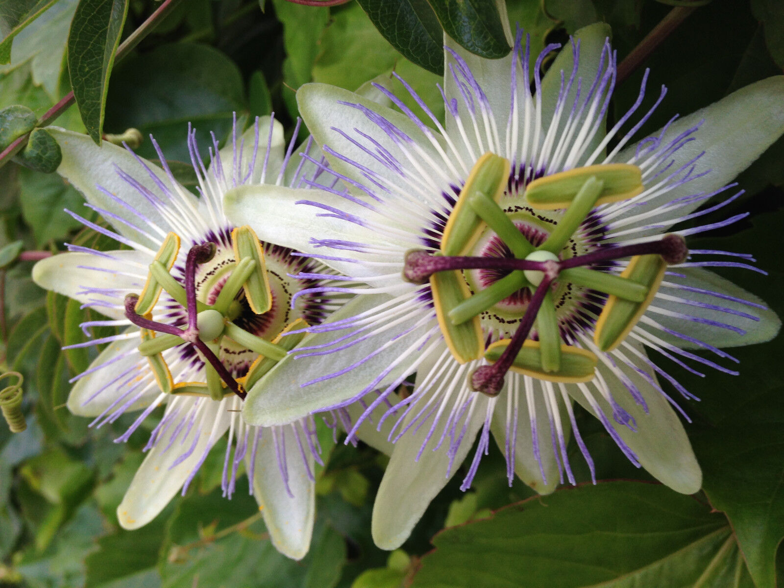 35+ BLUE PASSION FLOWER Passiflora caerulea / DEER RESISTANT, VINE
