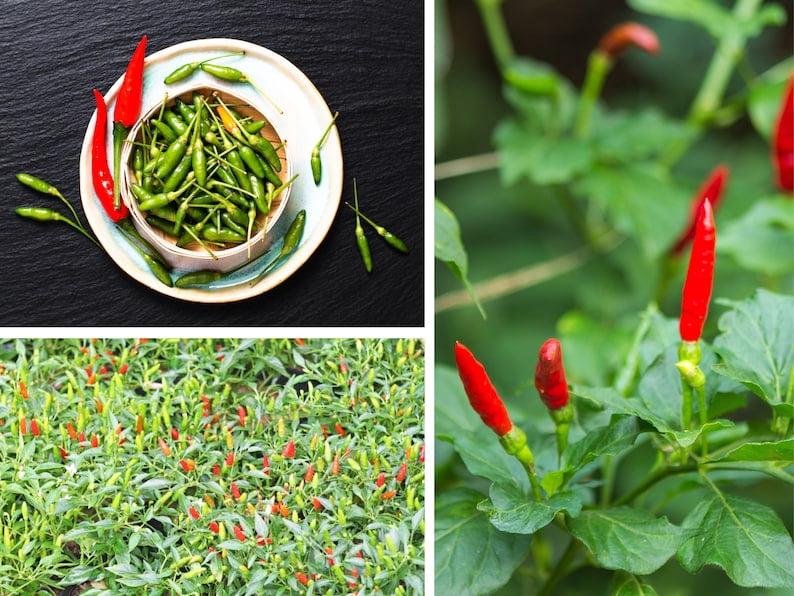 35 Bird's Eye Chili Seeds Thai Hot Variety Capsicum Frutescens Spicy  Heirloom Non 6039 - Walmart.com