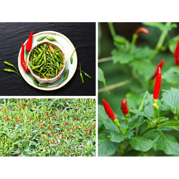 35 Bird’s Eye Chili Seeds Thai Hot Variety Capsicum Frutescens Spicy Heirloom Non 6039