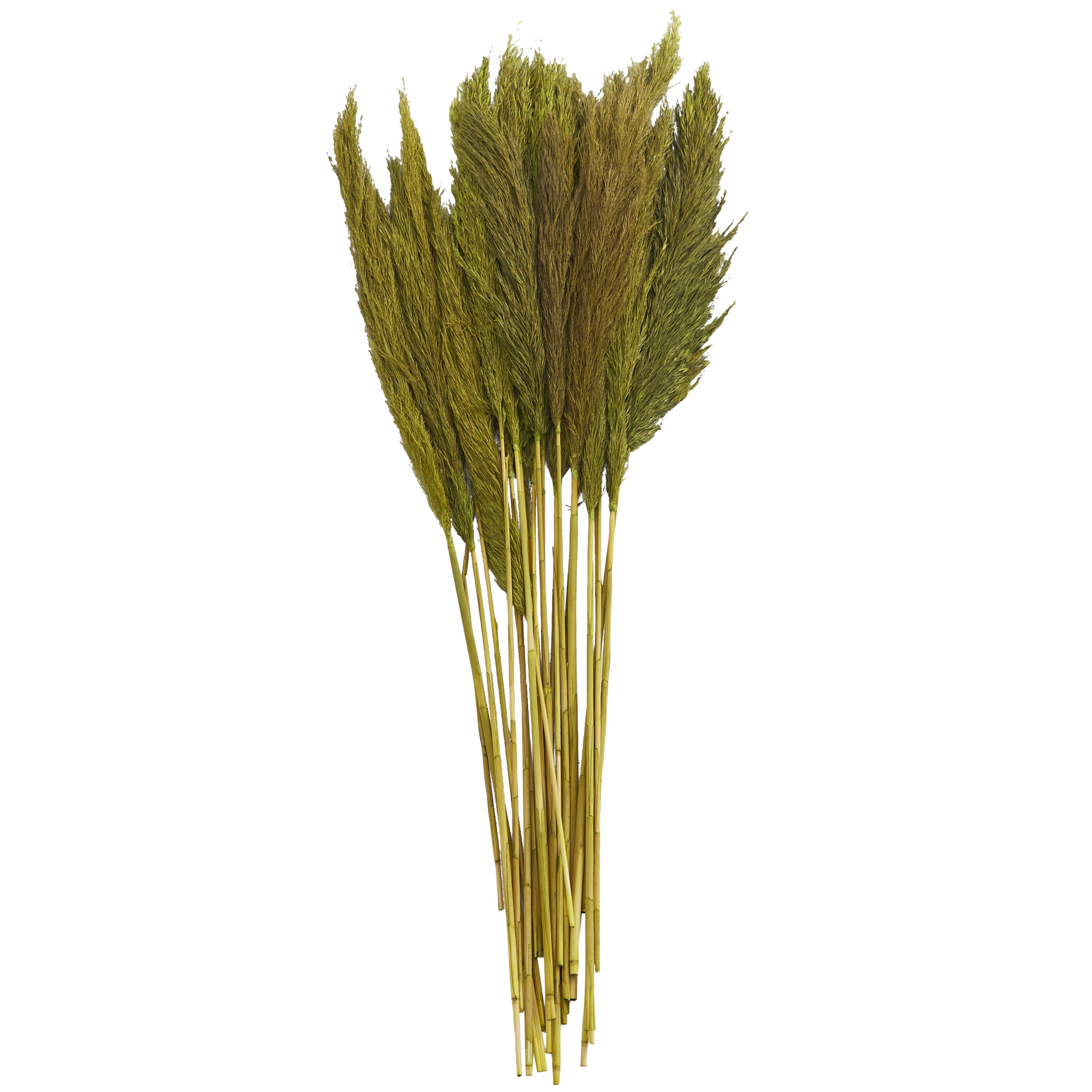 35" Dried Plant Natural Foliage Pampas Bouquet with Long Stems, by DecMode