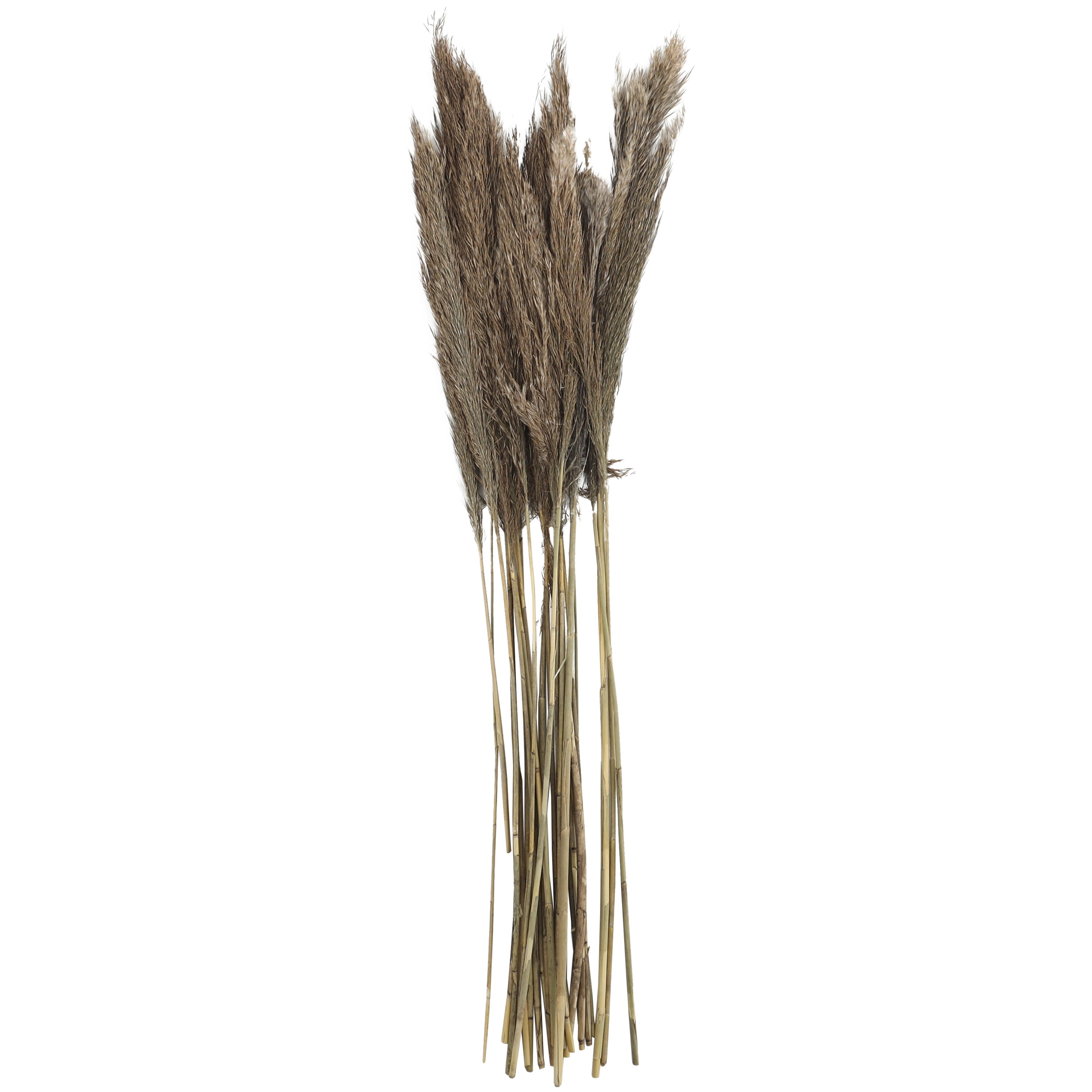 35" Brown Dried Pampas Grass Stems for Tabletop Decor