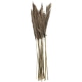 thumbnail image 1 of 35" Grass Dried Plant Natural Foliage Pampas Bouquet with Long Stems, by DecMode, 1 of 7