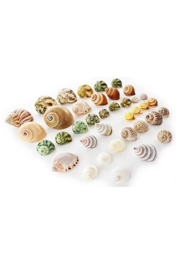 35 Hermit Crab Shells Assorted Changing Seashells SMALL 1/2"-2" Size (opening size 1/4" - 1") Beautiful