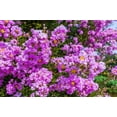 thumbnail image 1 of 35 LILAC Light Purple CREPE MYRTLE Lagerstroemia Indica Flowering Shrub Bush Small Tree Seeds, 1 of 11