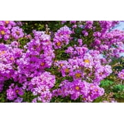 35 LILAC Light Purple CREPE MYRTLE Lagerstroemia Indica Flowering Shrub Bush Small Tree Seeds